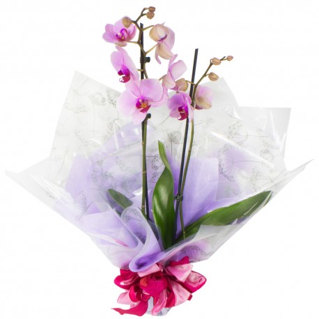 Plant - Orchid Plant